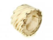 Tachoantrieb f�r Vespa 160 GS VSB1T -> 36000 wei�, Z 16,...